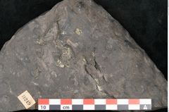 Foto (Detailansicht) von Stigmaria sp.  (NHMW-GEO-2024-0188-11249)